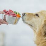 Pet’s Happiness and Health on a Budget