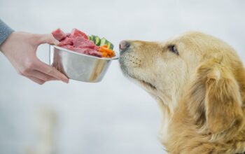Pet’s Happiness and Health on a Budget